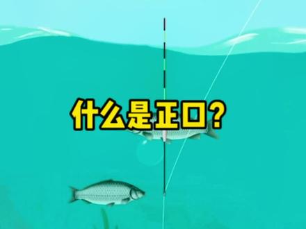 什么是正口?#钓鱼 #户外钓鱼