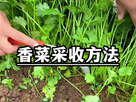 香菜也能多茬采,记得采收完这样操作#香菜