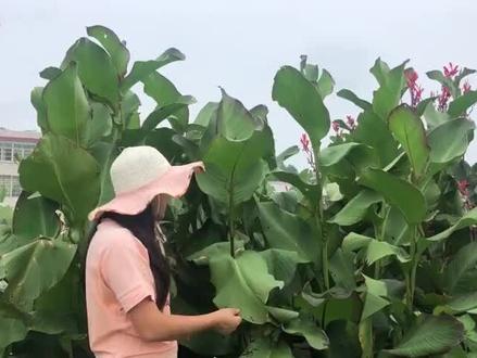 美人蕉。根茎可以吃,做淀粉,炖鸡……等等,花可炸、烧汤,叶可蒸馍、包子等。哈哈😄我种些,今天砍了,还没挖完,好大好大的,明天拍给你们看。哈哈😄