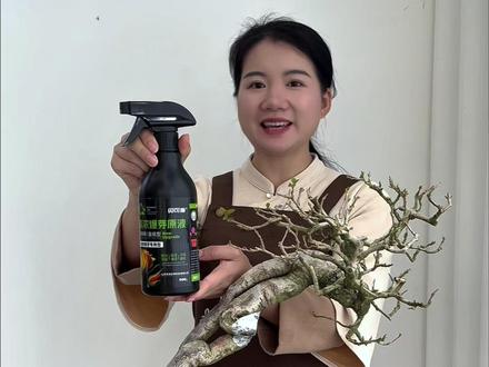 掉成光杆子的三角梅现在已经重新恢复生机,并且满头都是花苞。用的就是这个爆芽素。@好盆友娜娜 #花卉绿植盆栽养护 #爆芽原液