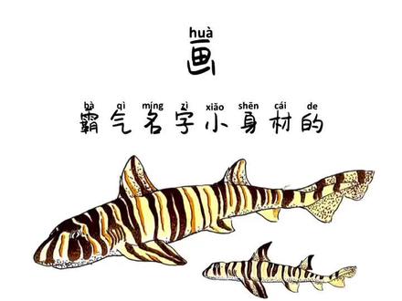 #我要上热门 画虎鲨目,一个拥有霸气名字身材娇小的鲨鱼目,先来认识宽纹虎鲨和狭纹虎鲨#画画 #手绘