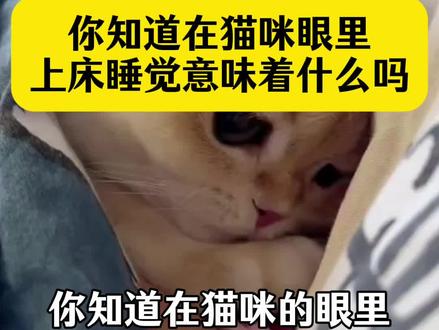 你知道在猫咪眼里,上床睡觉意味着什么吗。猫咪#养猫人 #新手养猫#养猫经验分享