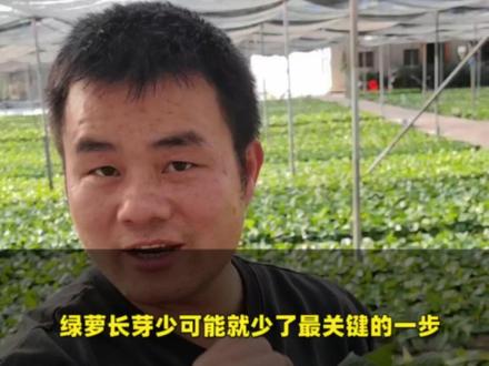 绿萝养不死,但想养爆盆?磷酸二氢钾的3个核心用法,今天一次讲清,让你的绿萝告别“秃头”,叶片油亮!#绿萝爆盆秘籍 #植物营养 #养花干货
#三农#新农人计划@DOU+上热门