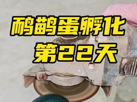 鸸鹋蛋孵化22天了,迎来一个意外之喜😁#鸸鹋蛋 #人工孵化 #麦芽带个娃
