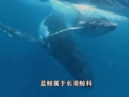即将发生鲸爆!大连发现搁浅鲸鱼,嘴巴已经鼓起一个大包