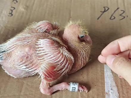 脚环套不进去怎么办#信鸽赛鸽 #鸽子 #养鸽人