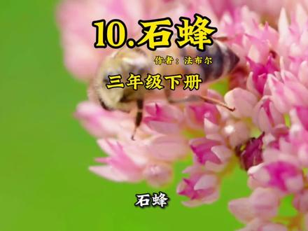 三年级下册语文课本10.《石蜂》#课文朗读#石蜂#课前预习#课文动画#学霸秘籍