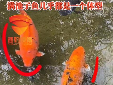 济南圆润的大胖鱼出圈了,主角并不是个例,满池子鱼几乎都是一个体型#济南 #锦鲤 #游客 @抖音小助手