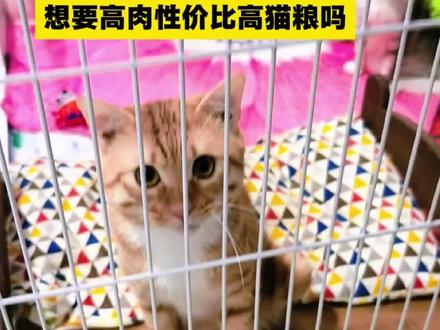 我们基地御用的猫粮,高蛋白高性价比#克劳德猫粮 #猫粮推荐 #猫粮推荐性价比高排行榜