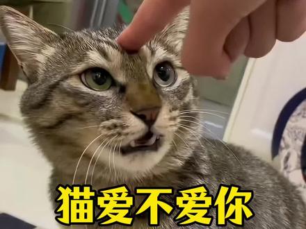 你家猫咪,到底爱不爱你? #猫#养猫#猫咪#养猫人#新手养猫
