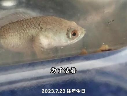 蔡某人诞生的那天… 距离今天2年了。 #雷龙鱼 #生命的力量