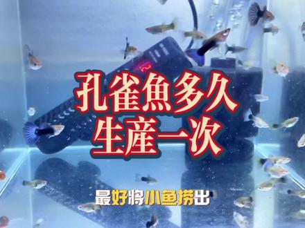 孔雀鱼多久繁殖一次呢?#孔雀鱼 #观赏鱼 #养鱼养心 #养鱼人 #孔雀鱼苗