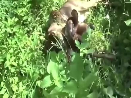 巨蟒吞大羚羊全过程