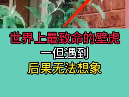 如果生活中一但遇到这些壁虎!千万一定要小心!因为他们非常致命!尤其是最后三种!!!
#壁虎 #冷知识 #动物 #科普 #涨知识 #看世界