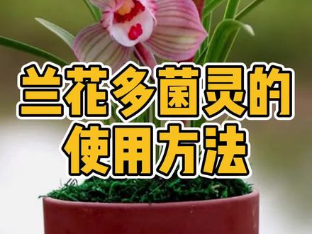 除了视频中的浸泡法还有我们比较常用的喷洒法。多菌灵兑水装在喷壶里,喷洒兰苗的叶面与根系,之后晾干在上盆。get#兰花种植 #兰花日常管理