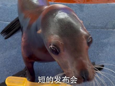 蓝厂新机V你50?田曦薇携手vivo S50在发布会上告白#vivoS50 #vivoS50Promini