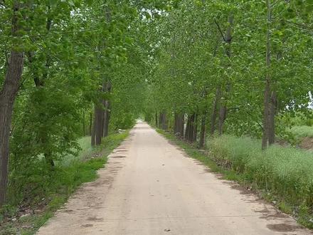 好想和你走这样的乡间小路 吹着风 听着杨树叶哗哗作响