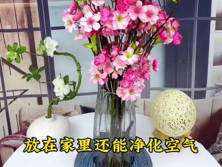 一个月开花,现在拍可以开到过年,寓意好,美丽大方#水培植物 #水培梅花 #梅花 #绿植 #花卉绿植