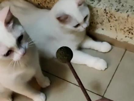 为什么有些猫不吸猫薄荷#治愈猫咪 #家有傻猫