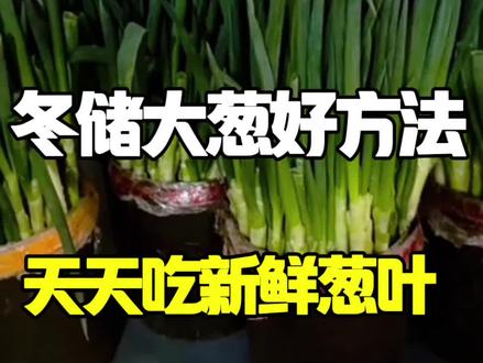 冬储大葱好方法#三农 #抖音助农