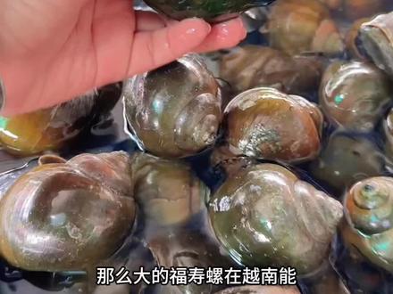 那么大的福寿螺现在怎么可以买那么便宜呢 #丽丽 #买东西 #福寿螺 #菜市场 #vlog日常