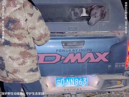 奥利奥 一口定乾坤
大黄 展现掏停👍#实战猎犬 #西北刀客奥利奥 #西北刀客大黄 #护农狩猎队 #西北刀客公益护农