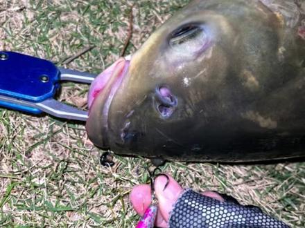 凤凰湖最靓的仔!米翘没钓到钓米草。#路亚钓鱼