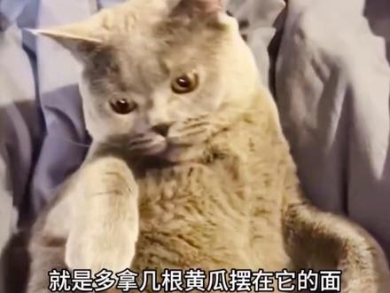 你们知道 猫咪为什么怕黄瓜吗 #猫怕黄瓜 #猫咪 #宠物