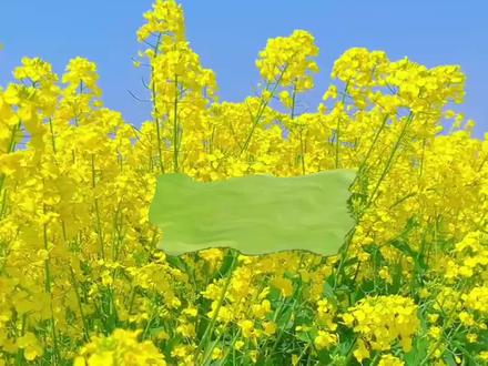 三下第一单元作文我的植物朋友 油菜花#作文 #同步作文