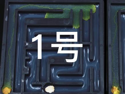 同时做两组迷宫实验,黏菌运动的路线会一致吗?它们会同时吃到终点的燕麦片吗?#科普