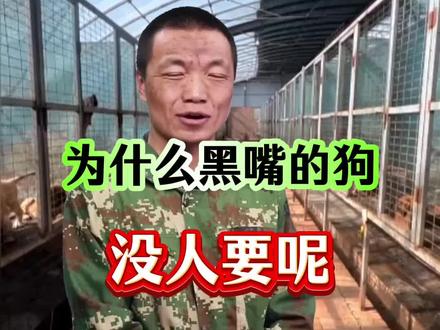 #狗狗 为什么黑嘴的狗没人要
