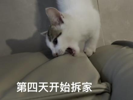 我捡了一只猫
#流浪猫 #小奶猫的成长日记