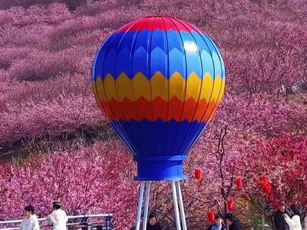 2026瑞安桐浦樱花谷,满山遍野无死角,一镜到底不套路,放心冲!#瑞安桐浦樱花谷 #瑞安樱花 #温州赏花 #2026第一波樱花 #樱花打卡