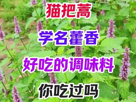 猫把蒿学名藿香,炖鱼做酱特别好吃