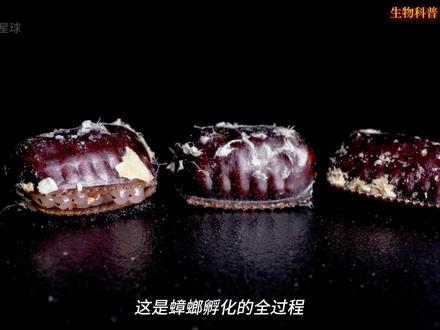 蟑螂的孵化过程让人头皮发麻,但蟑螂其实也有价值! #蟑螂 #动物科普#动物解说 #动物世界 #神奇动物在抖音