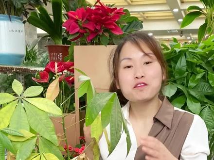 #花卉绿植 #家庭养花 #养花 养花挑战——发财树叶片发软发蔫应该如何处理