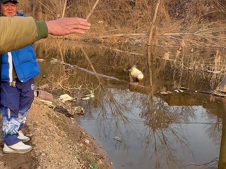 钓鲫鱼,最高效的钓法 太简单了#鲸栖见山MAX #鲸栖 #传统钓