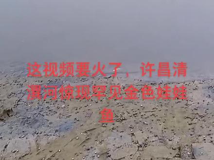 许昌市清潩河惊现罕见金色娃娃鱼