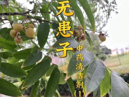 无患子 公园、路边常见的这种树,原来是天然的清洁剂哦!古代人都用它来洗碗洗衣服呢!下一期分享无患子酵素清洁剂,保质期可以更久了#无患子#紫尘阁