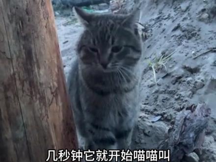 战场上的幸运小猫 #军事科普 #军事爱好者 #军事迷 #军迷发烧友