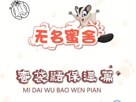 蜜袋鼯冬季怎么取暖,给大家推荐几个自己用的比较不错的设备!#蜜袋鼯 #密袋鼠小飞鼠 #冬季必备 #萌宠