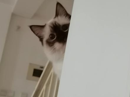 为什么猫鼻子会变颜色呢#布偶猫 #萌宠 #仙女猫