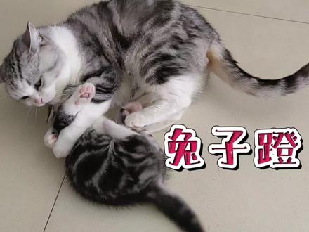 猫咪的迷惑行为:母猫为什么会突然对小猫又咬又蹬?#我要做爆款 #猫 #萌宠出道计划 #铲屎官的乐趣 #猫咪的迷惑行为