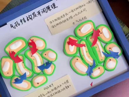 #手工 生物模型 保卫细胞结构及开闭原理 黏土模型 #保卫细胞 #叶绿体的结构 叶片结构 #寒假手工作业
