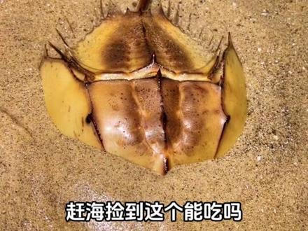 赶海捡到这个能吃吗 #科普#赶海