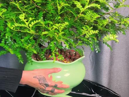 #清香木 #胡椒木 刚收到的,叶片发蔫怎么办?找个盆,半盆水泡一下,很快枝条就能立体起来。