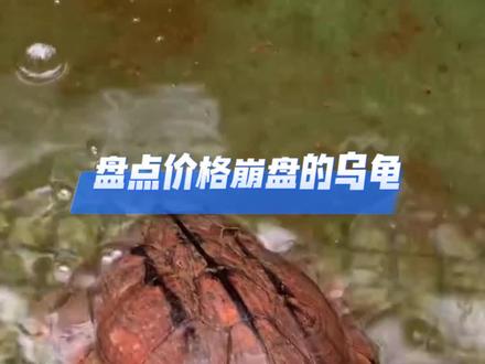 盘点曾经的万元高货#养龟日常 #龟龟🐢 #养龟人 #崩盘