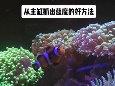 #海缸日记
主缸抓出蓝魔的好方法