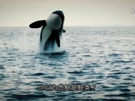 海洋 “魔丸” 虎鲸,吊打大白鲨,却对人类温柔至极 #科普 #虎鲸 #海洋生物 #知识前言派对 #神奇的动物在抖音