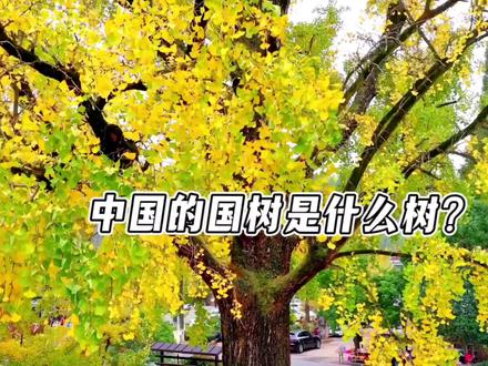 中国的国树是什么树?#百科知识 #冷知识 #国树